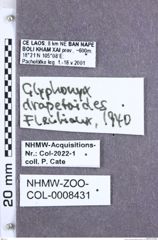 Etikette zu Glyphonyx drapetoides (Fleutiaux, 1941) (NHMW-ZOO-COL-0008431)